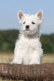WESTIE 163